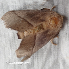 Quasithosea obliquistriga