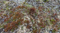 Calyptospora columnaris
