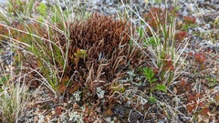 Calyptospora columnaris