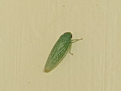 Gyponana