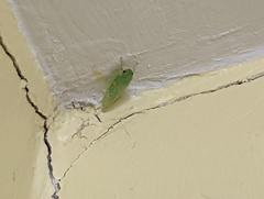 Gyponana