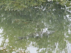 Cyprinus carpio