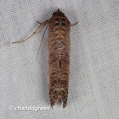 Lophoptera squammigera