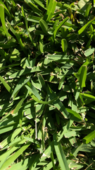 Stenotaphrum secundatum