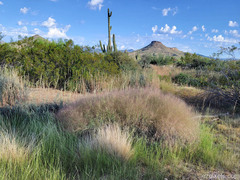 Muhlenbergia porteri