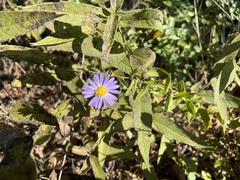 Symphyotrichum oblongifolium