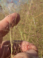 Muhlenbergia porteri