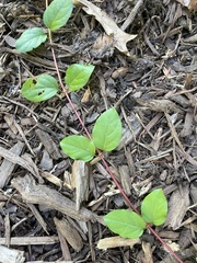 Lonicera japonica