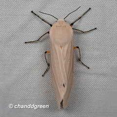 Creatonotos transiens