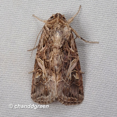 Spodoptera litura