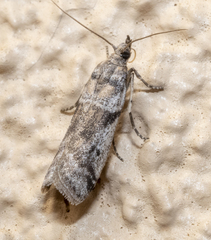 Laetilia dilatifasciella