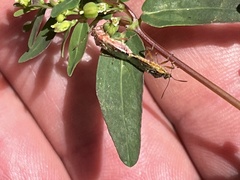 Liorhyssus