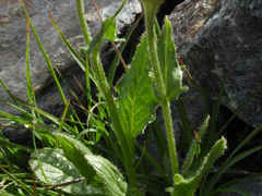 Doronicum clusii