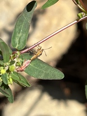 Liorhyssus