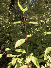 Philadelphus lewisii