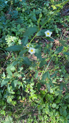 Sida rhombifolia