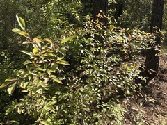 Philadelphus lewisii