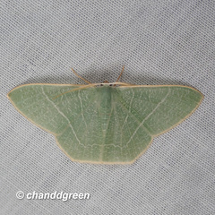 Pelagodes antiquadraria