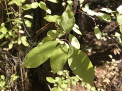 Philadelphus lewisii