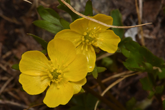 Ranunculus eschscholtzii