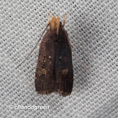 Pexicopia melitolicna