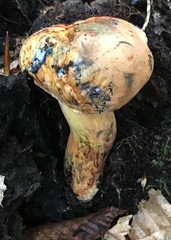 Cyanoboletus pulverulentus