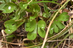 Ranunculus eschscholtzii