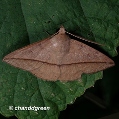 Ugia purpurea