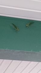 Stilpnochlora