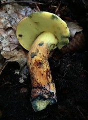 Cyanoboletus pulverulentus