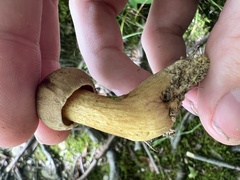 Pseudoboletus parasiticus