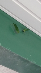 Stilpnochlora