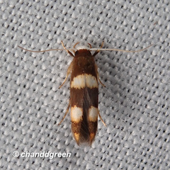 Stathmopoda paradiplaspis