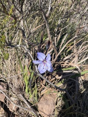 Aristea spiralis