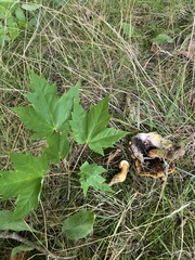 Pseudoboletus parasiticus