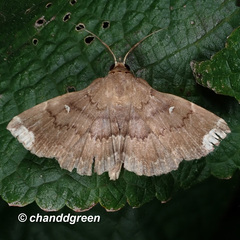 Adrapsa quadrilinealis