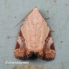 Pseudeustrotia semialba