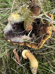 Pseudoboletus parasiticus