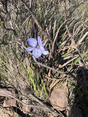 Aristea spiralis