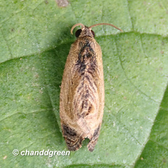 Cryptophlebia repletana