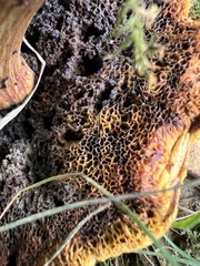 Pseudoboletus parasiticus