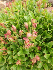Rhododendron camtschaticum