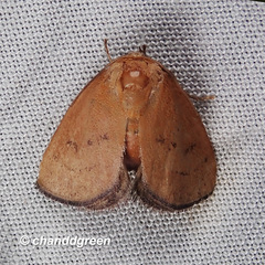 Spatulifimbria castaneiceps