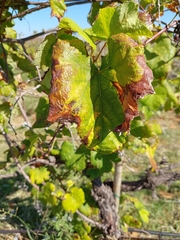 Vitis vinifera
