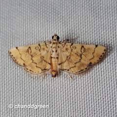 Lamprosema tampiusalis