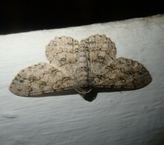 Ascotis reciprocaria