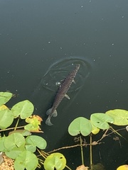 Lepisosteus platyrhincus