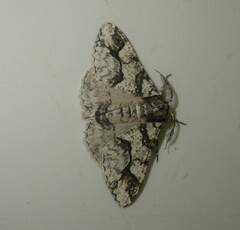 Cleora nigrisparsalis