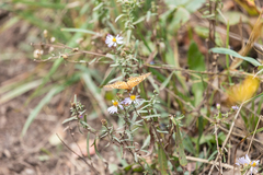 Speyeria coronis