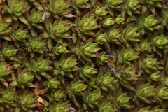 Saxifraga